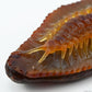 Agate Centipede Sculpture Crystal Healing Hand Carved Super Realistic