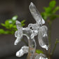 Goldenhealer Butterfly Sculpture Crystal Healing Hand Carved